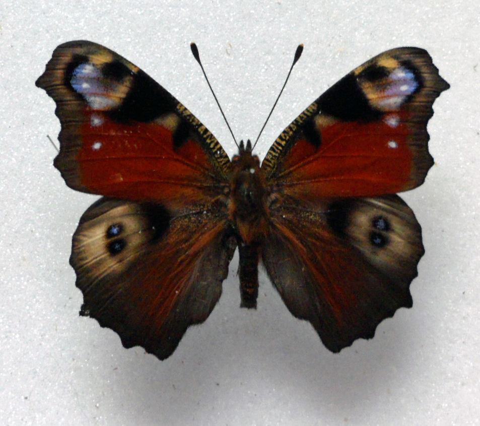 Inachis io (ab) Internet Image property of respective owner, non-commercial use only